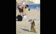 Una volpe in spiaggia alla ricerca di cibo