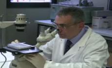 Scoperto il gene 'dentista' che ripara il sorriso