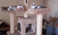 Gattini in adozione