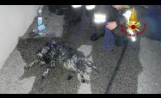 I vigili del fuoco rianimano un cane con l'ossigeno
