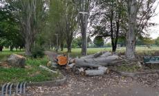 'Parco Falcone Borsellino, la pianta caduta è lì da un mese'