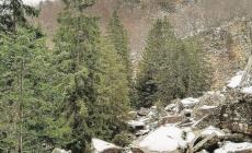 L'affascinante storia millenaria dell'abete bianco dell'Appennino