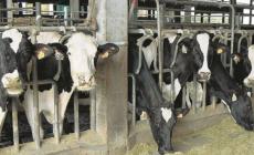 Allevatori, ecco 15 milioni