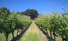 Picnic in vigna ultimo appuntamento