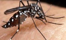 Una 70enne muore dopo la puntura di una zanzara tigre: sospetto caso di Chikungunya