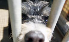 Ciapaloss, Se mi lasci non vale, Chiedi chi erano i Beagle...: 80 i nomi da votare per il canile