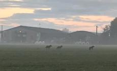 "Ho visto tre lupi a Fornio": le foto di un lettore di Fidenza