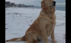Ai cani dei vigili del fuoco del ponte di Genova il premio Fedeltà