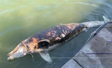 Altro delfino morto in Toscana, è il quarantunesimo
