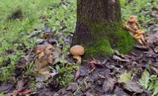 Micologi,  nuova lezione sui funghi