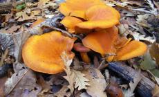 Lecco, 12 intossicati: avevano mangiato dei funghi