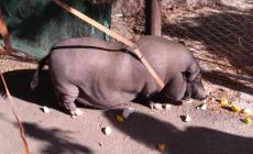 Catturato maiale thailandese a Firenze