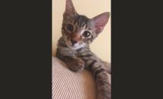 Il piccolo Gilberto cerca casa