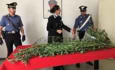 Casaltone, trovate venti piante di marijuana alte due metri