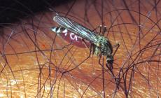 Mosquito day: dagli esperti le 10 regole anti-zanzara