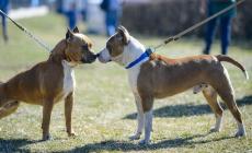 Convivenza urbana e amici a quattrozampe: c'è il corso per proprietari di cani