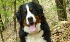  Giornata del cane, 5 benefici dall'averne uno in casa