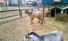 Una capretta salvata dall'alluvione trova casa a Reggiolo