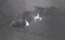 Smarrito il gatto Lillo a Vicofertile: qualcuno lo ha visto? 