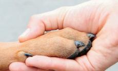 Natale, attenti al cioccolato: &egrave; veleno per i cani