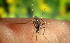 Sospetto caso di dengue: da stanotte misure di prevenzione a Pontetaro e Salsomaggiore