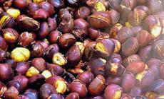 Castagne al top, caldarroste e pattona: festa a Folta 