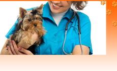 Come risolvere il problema della gastrite in un cane