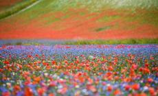 Castelluccio, il paese della fioritura non c'è più 