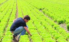 Produzione bio, Parma prima in regione 