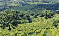Valdobbiadene La battaglia del Prosecco, è scontro sul nome in etichetta 