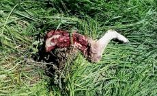 Val d'Enza, l'avanzata dei lupi