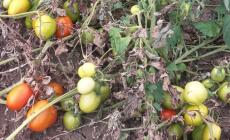 Via Montanara, i ladri di pomodori colti con le mani nel... sacco (grazie a un residente)