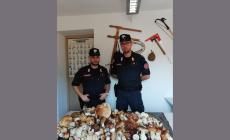 Boom dei funghi. E delle regole non rispettate: 50 kg di porcini sequestrati