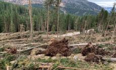 Alberi devastati in Veneto diventano carburante bio in E-R