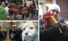 Sant'Antonio: tutte le benedizioni degli animali 