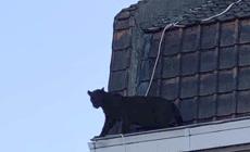 Paura in Francia,  una pantera nera sul cornicione di un palazzo (Foto e video)