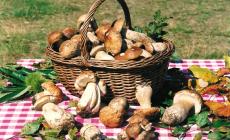 Tanti funghi in Appennino e Leonardo a Torrechiara: l'agenda della domenica