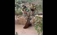 Ciclisti salvano un cervo che sta annegando tirandolo per le corna - Video 