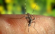 Un caso di Dengue a Salsomaggiore: attivate le misure di prevenzione 