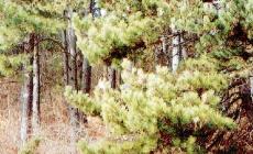 Como, uccisa e nascosta in un sacco a pelo. Confessa l'omicida