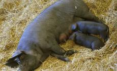 'PIANTE E ANIMALI PERDUTI' dedicata alla biodiversità e al mondo rurale
