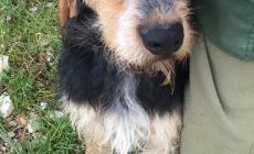Cani da adottare - Le foto
