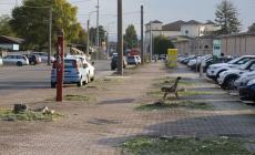 Addio ai pioppi.  Per viale Villetta  in arrivo le querce 