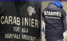 Operazione “Crudo”, 26 ristoranti setacciati dai carabinieri: sequestrati 200 kg di prodotti