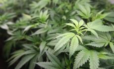 Cagliari, i carabinieri sentono forte odore di marijuana e trovano una piantagione da 250 kg