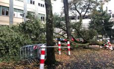 Molti gli alberi abbattuti dal forte temporale notturno, tante auto danneggiate - Foto
