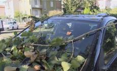 Temporale con vento a 60 km/h: crollano alberi in citt&agrave;, danni alle auto - Video