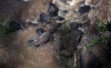 Thailandia:  sei elefanti affogano per salvare un piccolo