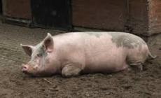Scrofa uccide un uomo e ferisce gravemente un bimbo a Roma