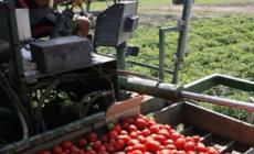 Cala del 13%  il pomodoro consegnato alle industrie